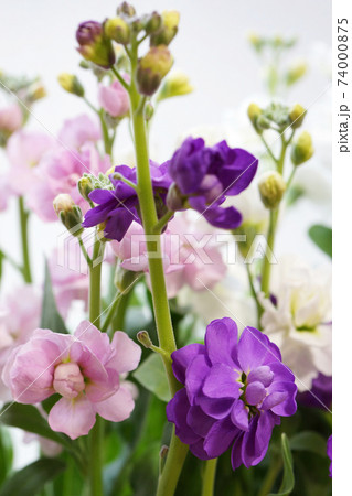 八重咲きストック 74000875