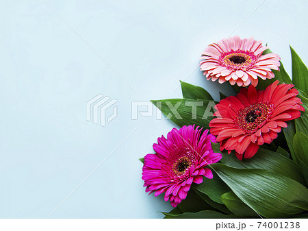 Bright gerbera flowers on a blue background 74001238