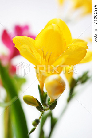 Yellow Freesia - Stock Photo [74001836] - PIXTA