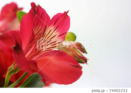 赤いアルストロメリア 赤いアルストロメリア 74002252