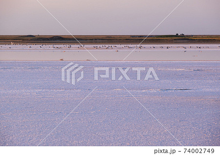 Seagulls on sunset Genichesk pink salty lake, Ukraine Seagulls on sunset Genichesk pink salty lake, Ukraine 74002749