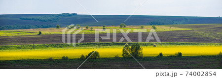 Spring countryside view with rapeseed yellow blooming fields, groves, hills. Ukraine, Lviv Region. 74002854