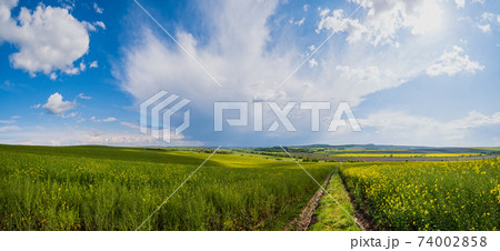 Spring rapeseed yellow blooming fields Spring rapeseed yellow blooming fields 74002858
