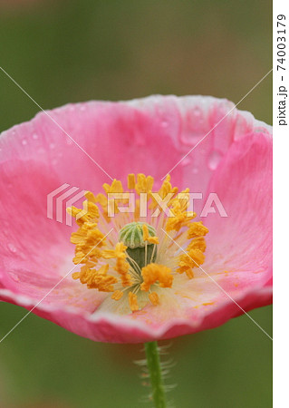 大牟田市 ポピー畑、 大牟田市 ポピー畑、 74003179