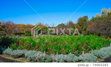蘆花恒春園の花壇　コスモス 74003283