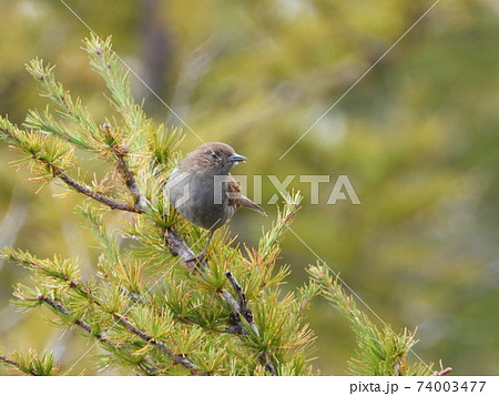 どこからともなく来て目の前に止まった可愛いくて綺麗なカヤクグリ 74003477