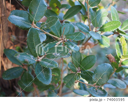 ウバメガシ 74003595