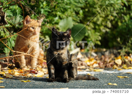 親離れの練習で子猫三匹仲良く共同生活　野良猫錆柄親子 74003710