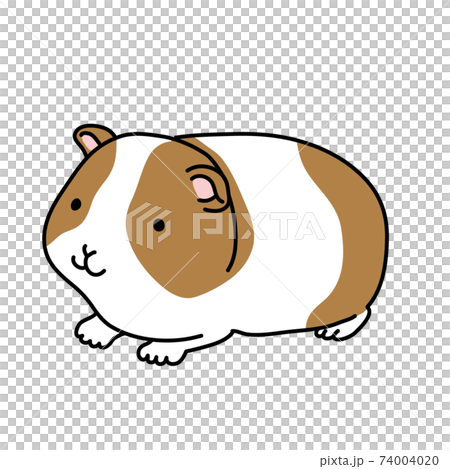 ゆるいモルモットのイラスト ゆるいモルモットのイラスト 74004020