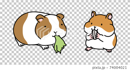 豚鼠和倉鼠的比較插圖 74004021