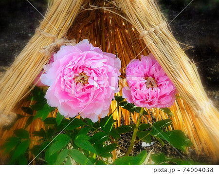牡丹 冬ぼたん 聖代 桃色の花 上野東照宮ぼたん苑 牡丹 冬ぼたん 聖代 桃色の花 上野東照宮ぼたん苑 74004038