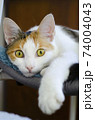 A domestic tricolor cat lies on a chair.  74004043