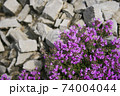 Thyme flowers. Herbal medicine. Siberian herbs. In 74004044