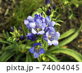 Gentiana. Wild plant of the nature of Siberia.  74004045