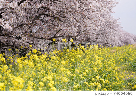桜と菜の花 桜と菜の花 74004066