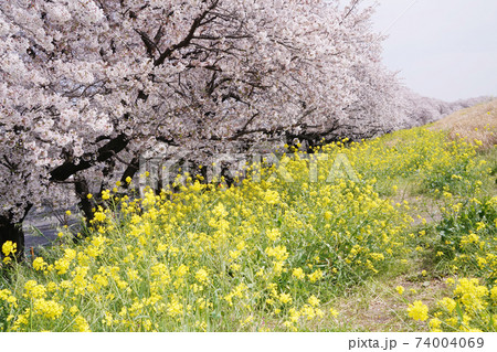 桜と菜の花 74004069