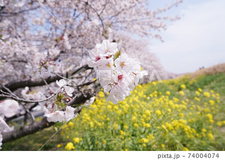 桜と菜の花 桜と菜の花 74004074