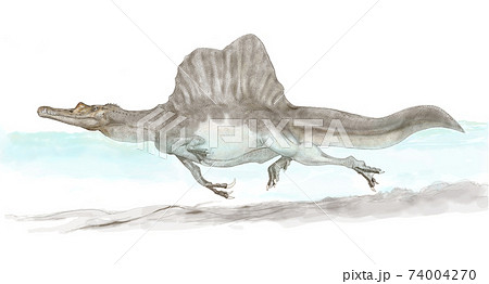 スピノサウルス。新たに尾骨が発見され、半陸半水棲の大型獣脚類であったとの説に従った水中移動図 74004270