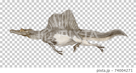 スピノサウルス 新たに尾骨が発見され 半陸半水棲の大型獣脚類であったとの説に従った白背景画像のイラスト素材