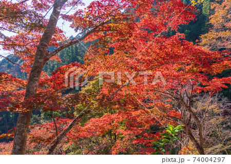 埼玉県 白雲山鳥居観音 境内 遊歩道の紅葉の写真素材