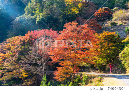 埼玉県 白雲山鳥居観音 境内 遊歩道の紅葉の写真素材