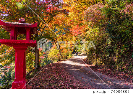 (埼玉県)白雲山鳥居観音 境内・遊歩道の紅葉 (埼玉県)白雲山鳥居観音 境内・遊歩道の紅葉 74004305
