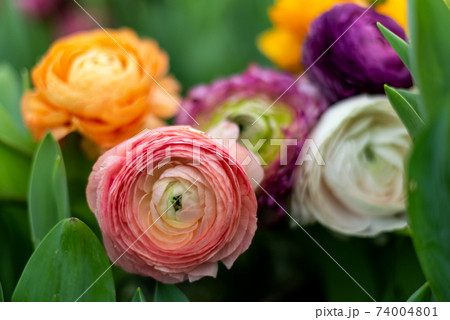 Ranunculus bloom in spring. Floral background 74004801