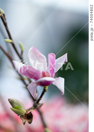 Close up of fragrant pink Magnolia flower in bloom 74004802