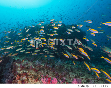 様々なフュージラー(タカサゴ科の仲間)の群れ (メルギー諸島、ミャンマー) 74005145
