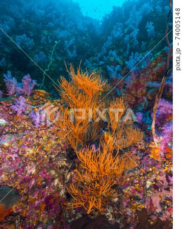 岩の合間に育つウミカラマツの仲間とソフトコーラル (メルギー諸島、ミャンマー) 岩の合間に育つウミカラマツの仲間とソフトコーラル (メルギー諸島、ミャンマー) 74005148