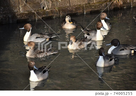 カモの集団 74005255