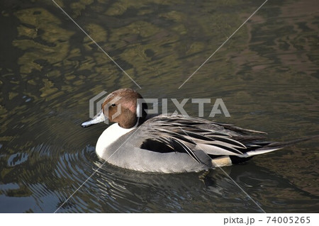オナガガモのオス オナガガモのオス 74005265
