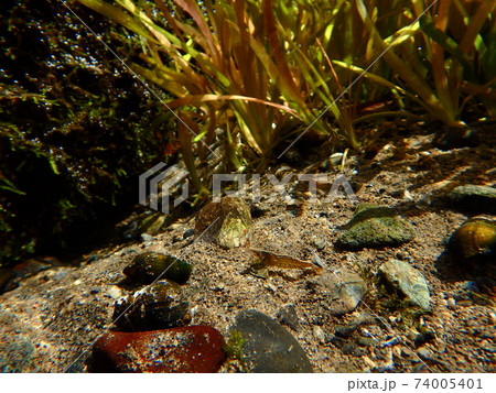 水草とミナミヌマエビの写真素材