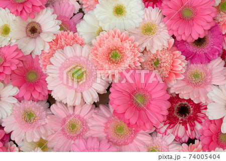 色とりどりのガーベラ 74005404