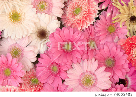 色とりどりのガーベラ 74005405