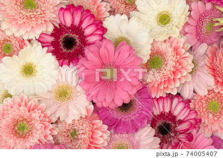 色とりどりのガーベラ 74005407