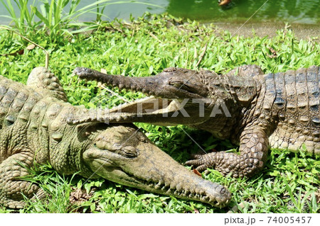 オーストラリア】 2匹のワニの写真素材 [74005457] - PIXTA