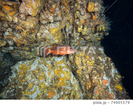 海中洞窟を泳ぐゴマフエダイ (メルギー諸島、ミャンマー) 海中洞窟を泳ぐゴマフエダイ (メルギー諸島、ミャンマー) 74005579