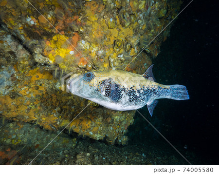 海中洞窟を泳ぐアラレフグ (メルギー諸島、ミャンマー) 74005580