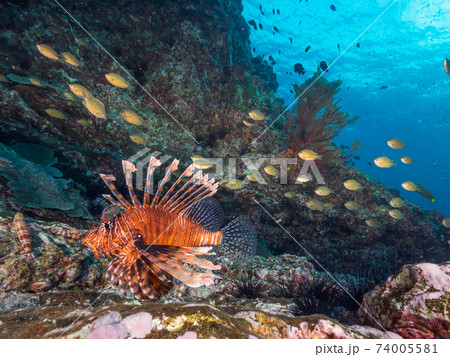 ハナミノカサゴとスズメダイの群れ (メルギー諸島、ミャンマー) 74005581