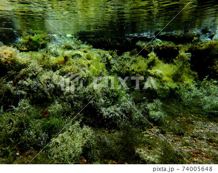 水草が呼吸する初夏の水中風景 水草が呼吸する初夏の水中風景 74005648