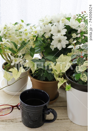 花で癒されながらのコーヒータイム 花で癒されながらのコーヒータイム 74006024