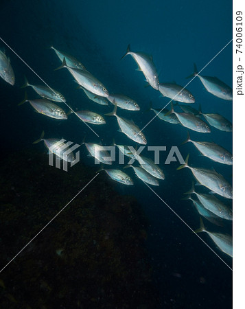 夕暮れ時の海にアンダマンアジの群れ (メルギー諸島、ミャンマー) 夕暮れ時の海にアンダマンアジの群れ (メルギー諸島、ミャンマー) 74006109