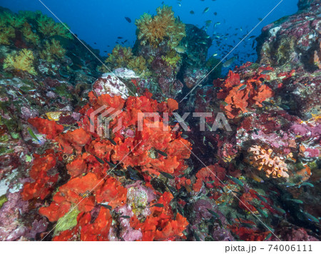 珊瑚礁の岩に育つ赤いイソカイメン メルギー諸島 ミャンマー の写真素材