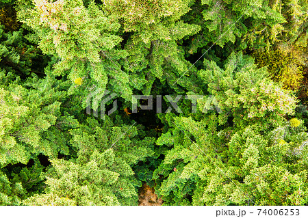 Aerial view of dense green pine forest with canopies of spruce trees and colorful lush foliage in autumn mountains. 74006253