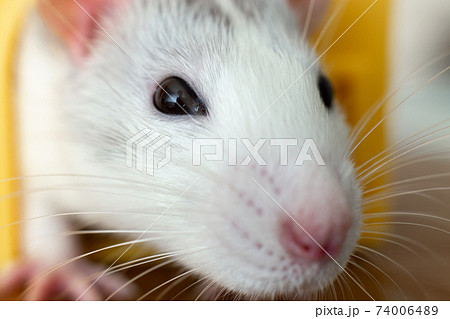 Closeup of funny white domestic rat with long whiskers. 74006489