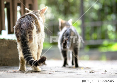 Twp gray and white striped cats walking along the street outdoors on summer day. Twp gray and white striped cats walking along the street outdoors on summer day. 74006585
