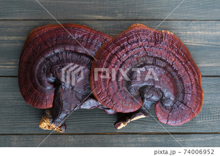 Ganoderma lucidum mushroom on wood table 74006952