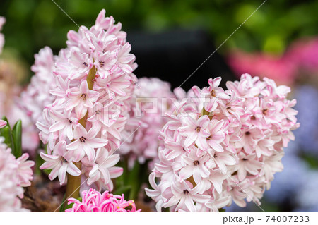 Hyacinth flower in the garden 74007233