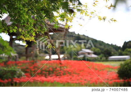 彼岸花と 74007486